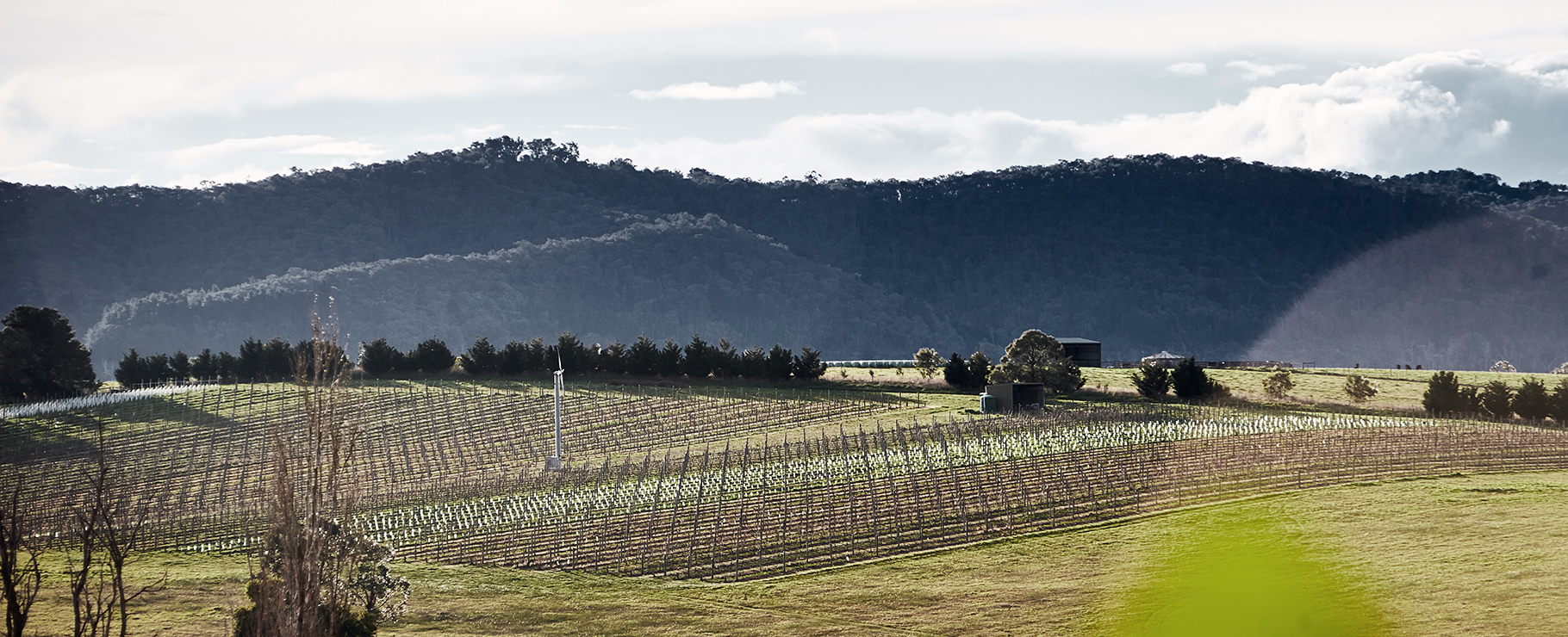 Hero shot of Mount Mary Vineyard