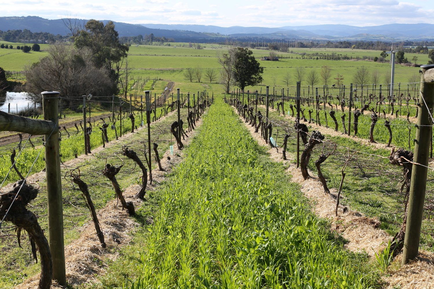 Photo looking down vineyard row.